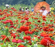 추석연휴, 평창 백일홍축제 즐겨요