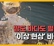 [자막뉴스] "예측 불가능".. 제주, 온도의 경고