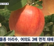 사과·배 더 맛있어진다…국산 신품종으로 기후위기 돌파