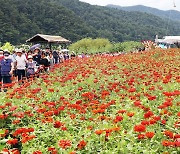 '평창백일홍축제' 추석연휴 축제장 찾은 관광객들