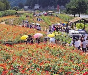 수많은 관광객 몰린 '평창백일홍축제'