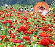 '평창백일홍축제' 가을 정취 즐기는 관광객들