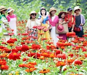 '평창백일홍축제' 만개한 꽃밭 즐기는 관광객들