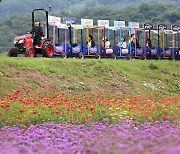 '평창백일홍축제장' 꽃밭 가로지르는 깡통열차