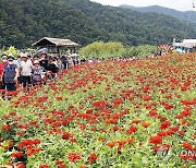 평창 백일홍 축제