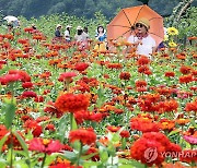 평창 백일홍 축제