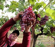 epaselect TUNISIA AGRICULTURE GRAPE HARVEST