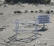 Cyprus UK Sea Turtles