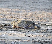 Cyprus UK Sea Turtles