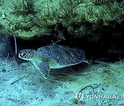 Cyprus UK Sea Turtles