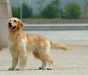 개 보고 놀라 유산한 40대 여성…中법원 “주인이 1700만원 배상”