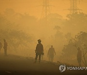 Brazil Forest Fires