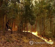 Portugal Wild Fires