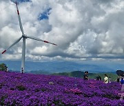 '보랏빛 꽃천지' 거창 감악산 아스타 국화꽃밭 추석연휴 3만명 방문