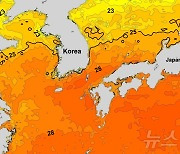 추석 지났지만 동해안 고수온 피해 계속…포항 앞바다 28.68도