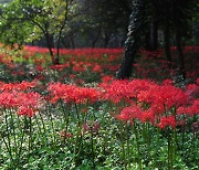 당신을 위한 레드카펫, 선운산 꽃무릇이 '손짓'