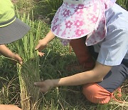 수확기 벼멸구 확산세..농사당국 긴급방제 총력 대응