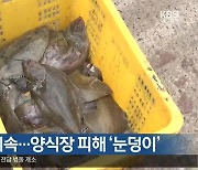 [여기는 포항] 9월 고수온 지속…양식장 피해 ‘눈덩이’ 외