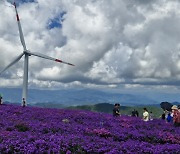 “보랏빛 아스타 파도”거창 감악산…추석 연휴 3만명 다녀가