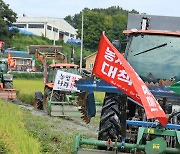 추수 열흘 앞두고 논 갈아엎은 농민들…"쌀값 폭락 대책 마련"