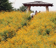 [포토] 올림픽공원 들꽃마루에 핀 황화코스모스