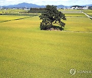 [사진톡톡] 추분 앞두고 황금색으로 변하는 창원 대산면 들녘