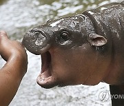 APTOPIX Thailand Pygmy Hippo