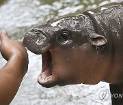 Thailand Pygmy Hippo