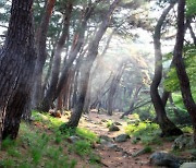 가을에 걷기 좋은 국립공원 ‘경주 삼릉숲길’ 등 7곳 선정