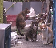 [단독] 길고양이 물어 죽이는데 방관?...경찰 "견주 조사할 것"