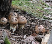 산림청 “송이버섯 이달 말 본격 채취…생산량 확대 정책 지속”