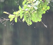 광주·전남 '호우특보' 시간당 30~50mm 많은 비