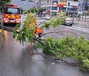 가로수 쓰러지고 정전…강원 등 호우 피해 이어져