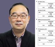 김현욱 세종대 교수팀, 들깨기름 건강 기능성 분자로 규명