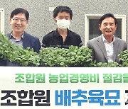 전북 완주 봉동농협, 조합원에 배추 모종 무상 공급