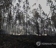 PORTUGAL FOREST FIRE