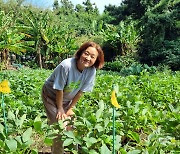 "태풍 와도 끄떡없죠"…전통 장 담그는 제주 토종 푸른콩 지킴이