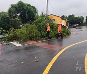 강풍에 고압선 '뚝'…제주 애월읍 588가구 정전 2시간만에 복구