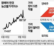 배추 한 포기 9000원 넘어…가을배추 나와야 안정될 듯