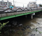 '한라산 폭우 영향, 빗물 흐르는 제주 한천'