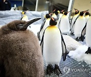 아직 아기인데 엄빠 몸무게 넘어서···호주 아기 펭귄, SNS 19억뷰↑