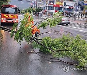 창원 최대 300㎜ 폭우, 경남 도로침수 등 비 피해 잇따라(종합)