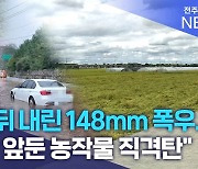 폭염 뒤 내린 148mm 폭우.. "수확 앞둔 농작물 직격탄"