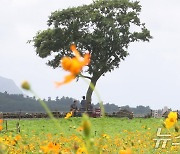 [오늘의 날씨]제주(22일, 일)…대체로 흐리고 비, 강풍도