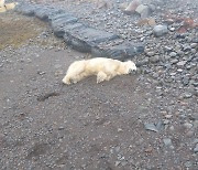 먹을 것 없어 아이슬란드 온 북극곰…민가 쓰레기 뒤지다 사살