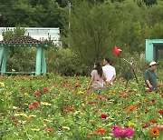 형형색색 가을꽃 활짝...광주 길거리 예술 축제 개막