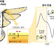 바람느끼며 자율 비행… `날갯짓 드론` 개발