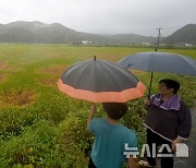 "일주일새 논 초토화" 9월 폭염 벼멸구 습격…수확 앞둔 농민 울상