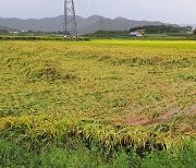 '수확 앞두고' 폭우에 쓰러진 벼