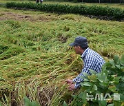 벼와 함께 쓰러진 농심